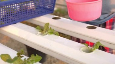 Üst düzey el salata genç bitki hydroponics için büyüyen bir masaya koyar. Bahçıvan endüstriyel bir sera geçer. Salata satırında,