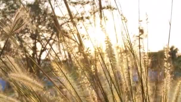 Belo Pôr Sol Fora Foco Sol Brilhar Thorugh Sopro Folhas — Vídeo de Stock