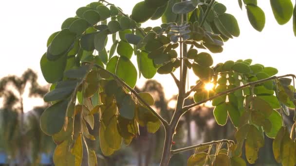 Schöne Unscharfe Sonnenuntergang Sonne Scheint Durch Den Wind Auf Windbaumblätter — Stockvideo
