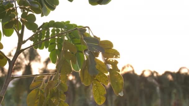 Vacker Utan Fokus Solnedgång Sol Skina Thorugh Blåser Vindträd Löv — Stockvideo