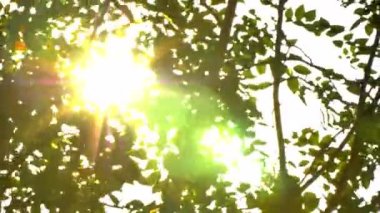 Dışarı odak günbatımı güzel. Güneş Parlatıcı aracılığıyla rüzgar ağacı üzerinde üfleme bırakır. 4k el ışık parlama ile