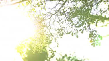 Dışarı odak günbatımı güzel. Güneş Parlatıcı aracılığıyla rüzgar ağacı üzerinde üfleme bırakır. 4k el ışık parlama ile