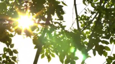 Dışarı odak günbatımı güzel. Güneş Parlatıcı aracılığıyla rüzgar ağacı üzerinde üfleme bırakır. 4k el ışık parlama ile