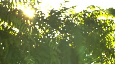 Dışarı odak günbatımı güzel. Güneş Parlatıcı aracılığıyla rüzgar ağacı üzerinde üfleme bırakır. 4k el ışık parlama ile