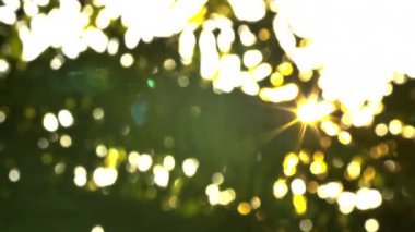 Dışarı odak günbatımı güzel. Güneş Parlatıcı aracılığıyla rüzgar ağacı üzerinde üfleme bırakır. 4k el ışık parlama ile