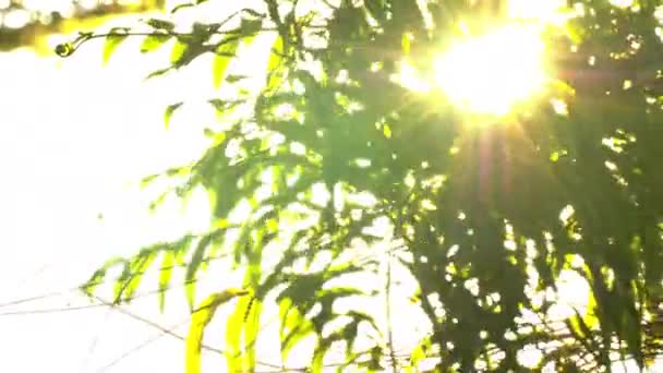Piękny Poza Ostrości Zachód Słońca Sun Shine Thorugh Wieje Wiatr — Wideo stockowe