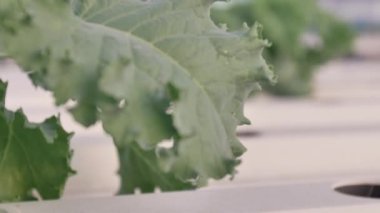 Hydroponic çiftlikte Kale tesisi, Handheld 4k Yavaş hareket.