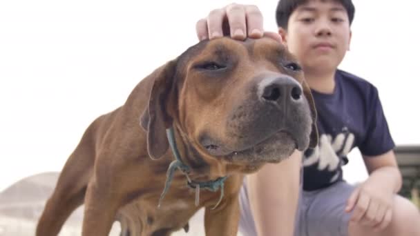 Liten Pojke Lek Med Skarp Hund Barnen Sällskapsdjur Hunden Bakgården — Stockvideo