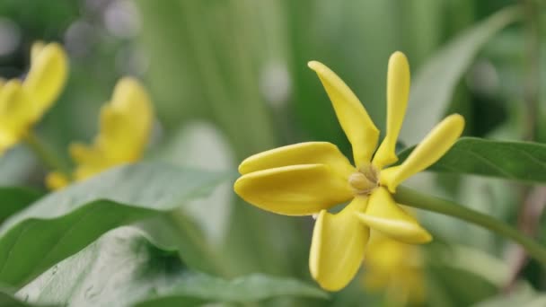 Primer Plano Flor Amarilla Viento Sopla Ramo Flores Sol Tarde — Vídeo de stock