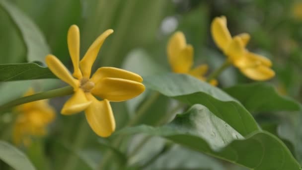 黄花的特写 风在傍晚的阳光下吹着一束花 — 图库视频影像