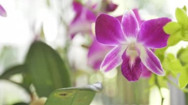 Orkide bahçesinde orkide çiçek . güzellik ve tarım fikir kavram tasarımı.