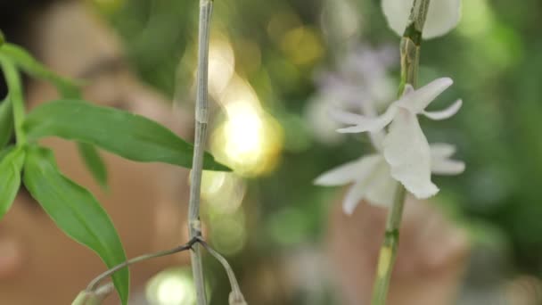 Junger Lächelnder Und Lachender Asiatischer Junge Genießt Geruch Weißer Orchideenblüte — Stockvideo