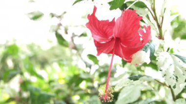 Orkide bahçesinde orkide çiçek . güzellik ve tarım fikir kavram tasarımı.