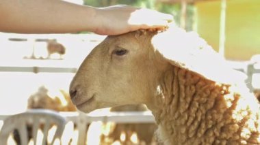 Küçük bir el tarafından okşamak için duran beyaz kuzu meraklı keçi & koyun çiftliğinde kadın elini sniff