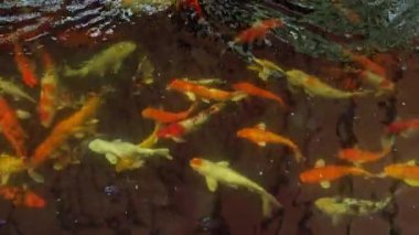 Koi balığı üst görünümü çekim, Fancy Carp gölet yüzme, kirli ve kötü durum ortamı.