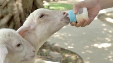 Küçük el bebek şişesi ile kuzu besleme, koyunlara el besleme sütü.