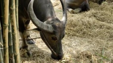 Tayland yakın çekim çiftlikte su Buffalo, (Bubalus Bubalis)