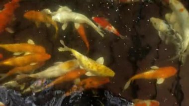 Koi balığı üst görünümü çekim, Fancy Carp gölet yüzme, kirli ve kötü durum ortamı.