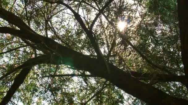 Fond naturel. Beau soleil brille à travers le souffle sur les feuilles vertes de l'arbre à vent. Bokeh abstrait flou avec éruption solaire. Lumière du soleil. Éclair de soleil . 