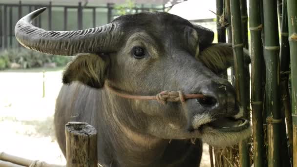 Gros plan sur THAÏLANDE Buffle d'eau à la ferme, (Bubalus Bubalis )