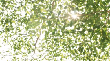 Doğa geçmişi. Rüzgar ağacı yeşil yaprakları üzerinde üfleme güzel güneş parlaklık. Güneş parlaması ile bulanık soyut bokeh. Güneş ışığı. Güneş patlaması. Yavaş hareket 4k UHD