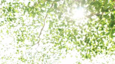 Doğa geçmişi. Rüzgar ağacı yeşil yaprakları üzerinde üfleme güzel güneş parlaklık. Güneş parlaması ile bulanık soyut bokeh. Güneş ışığı. Güneş patlaması. Yavaş hareket 4k UHD