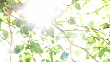 Doğa geçmişi. Rüzgar ağacı yeşil yaprakları üzerinde üfleme güzel güneş parlaklık. Güneş parlaması ile bulanık soyut bokeh. Güneş ışığı. Güneş patlaması. Yavaş hareket 4k UHD