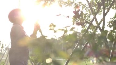Asyalı genç çocuk hortum ile bahçede bitkiler sulama. Gündoğumu parlaması ile su sıçraması ile yavaş hareket çocuk, hortum kullanarak yeşil bahçede oynarken ve sulama bitkiler mutlu çocuk El çekim.