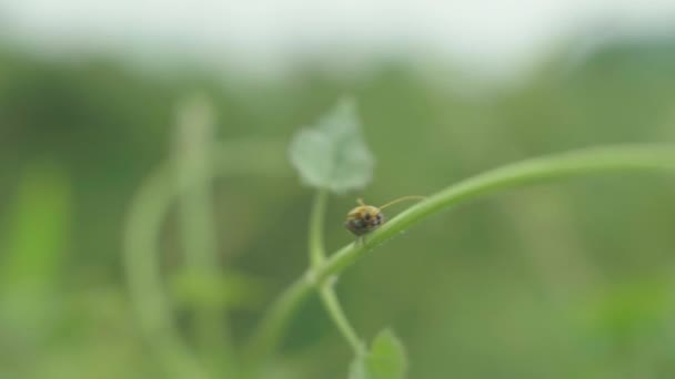 Petite punaise orange sur feuille verte dans l'herbe, Gros plan avec plan à la main .