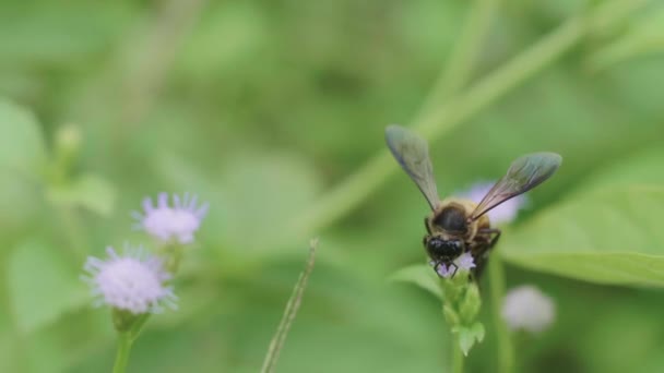 Abeja Trabajando Flor Primer Plano Con Toma Mano — Vídeos de Stock