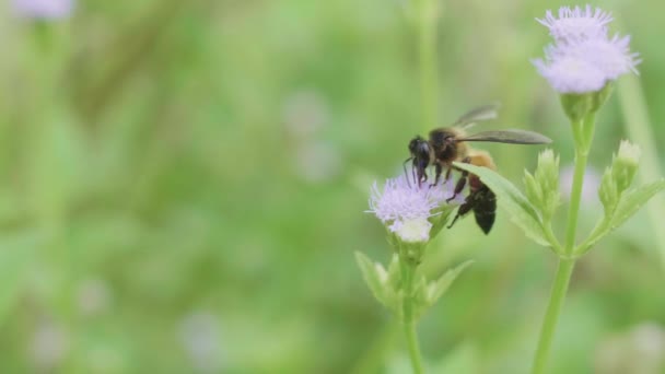 Ape Che Lavora Sul Fiore Primo Piano Con Colpo Palmare — Video Stock