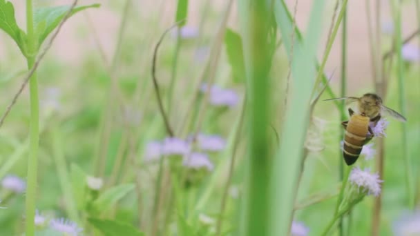 Bee Arbetar Blomma Närbild Med Handhållen Shot — Stockvideo