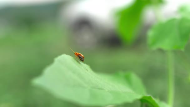 Petite punaise orange sur feuille verte dans l'herbe, Gros plan avec plan à la main .