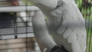 Kafeste Closeup Beyaz Papağan.