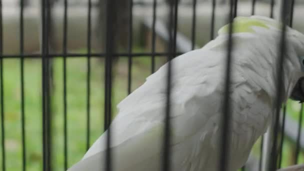 Kafeste Closeup Beyaz Papağan — Stok video