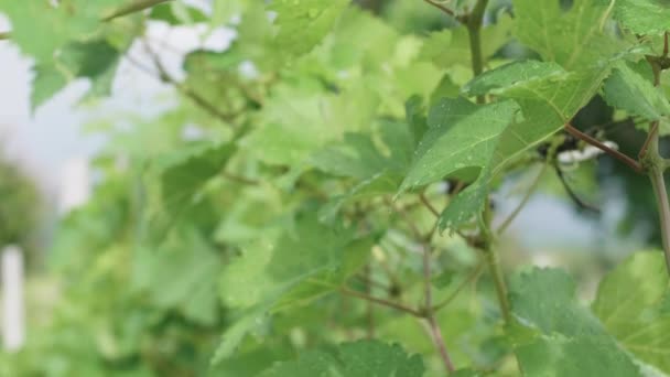 带雨滴的葡萄叶 — 图库视频影像