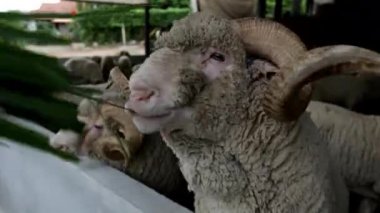 Cud Closeup çiğneme koyun