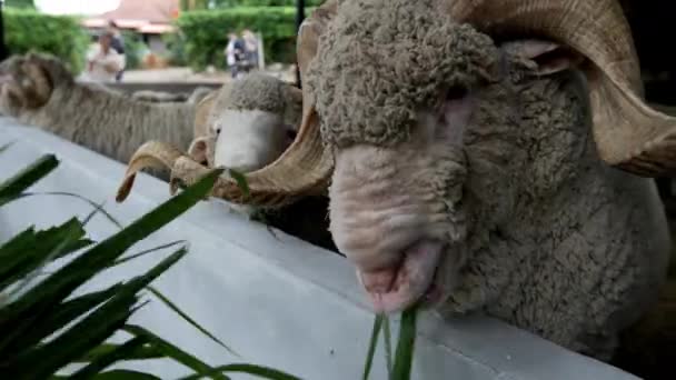 Pecora Masticare Bolo Giallo Primo Piano — Video Stock