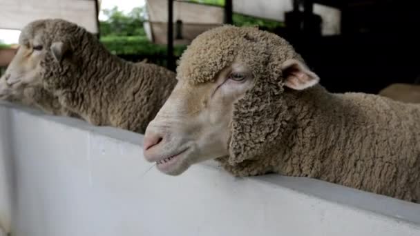 Pecora Masticare Bolo Giallo Primo Piano — Video Stock