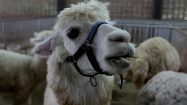 Una Alpaca Vicugna Pacos Una Granja — Vídeos de Stock