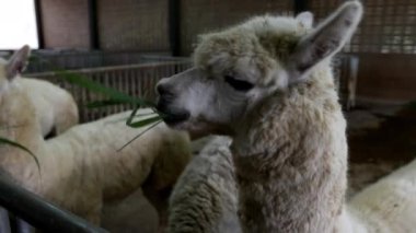 Bir çiftlikte bir alpaka (Vicugna pacos)