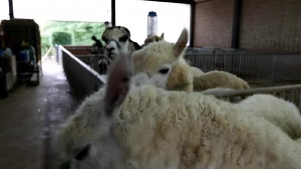 Alpacas Vicugna Pacos Uma Fazenda — Vídeo de Stock