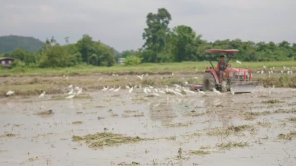 Modern Farmer Using Plow Prepare Soil Planting Rice Rainy Season — Stock Video