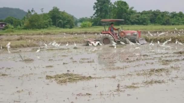 Agricultor Moderno Usando Arado Para Preparar Suelo Para Plantar Arroz — Vídeos de Stock