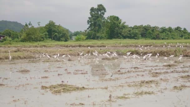 Современный Фермер Использует Плуг Подготовки Почвы Посадки Риса Сезон Дождей — стоковое видео