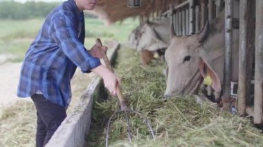 Çiftlikte çalışan Asyalı çocuk. İnek çiftliğinde çalışan mavi gömlekli bir genç..