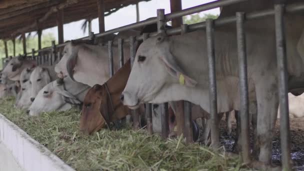 Vaca Granja Vacas Lecheras Están Comiendo Heno — Vídeo de stock