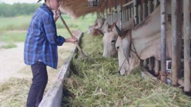Çiftlikte çalışan Asyalı çocuk. İnek çiftliğinde çalışan mavi gömlekli bir genç..