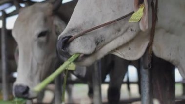 Çiftlikteki inek, Dairy inekleri saman yiyor..