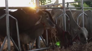 Çiftlikteki inek, Dairy inekleri saman yiyor..
